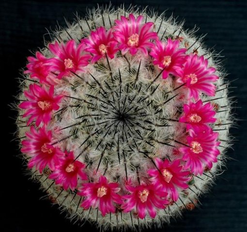 Mammillaria_hahniana_1